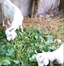 波爾山羊飼養之道——探訪劉氏養殖廠的牲畜飼養實踐