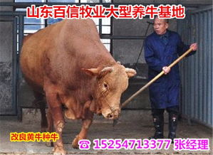 平武生態養牛場 探索綠色循環的現代牲畜飼養新模式