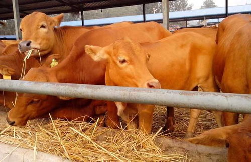 鄉村小規模養牛與環保法規 10頭牛的飼養管理解析