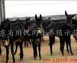 探索西門塔爾牛的購買渠道與肉牛養(yǎng)殖技術(shù)——山東四川悅?cè)馀ｐB(yǎng)殖示范園的實踐