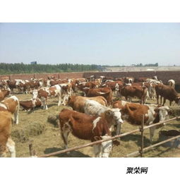 忻州肉牛養(yǎng)殖廠西門塔爾牛的科學飼養(yǎng)之道